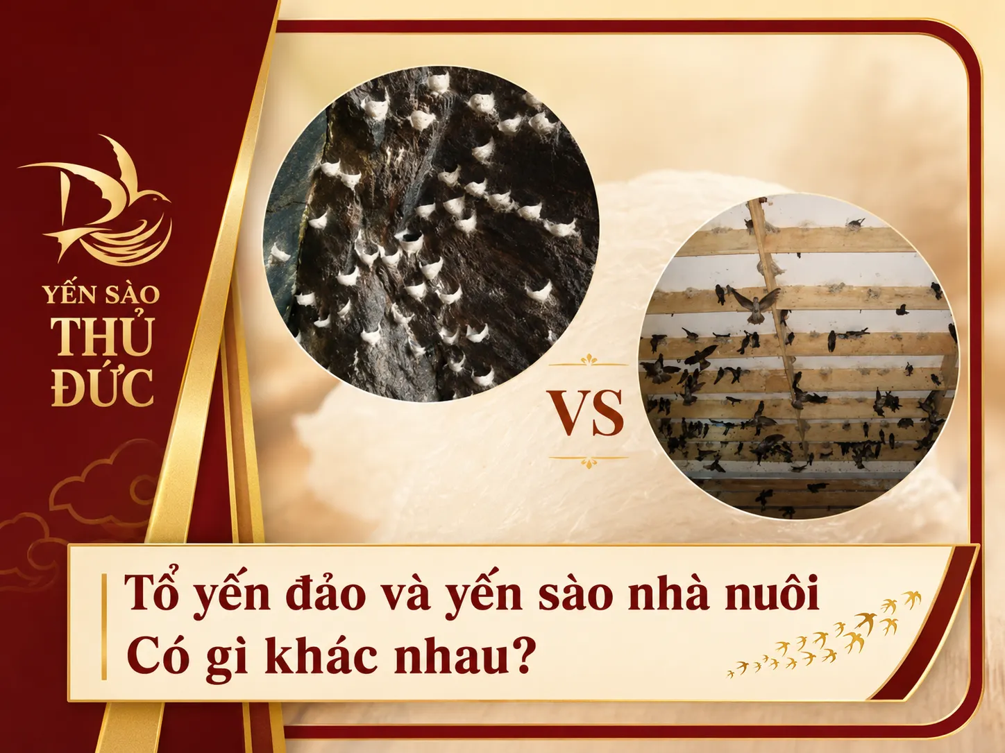 Tổ yến đảo và yến sào nhà nuôi có gì khác nhau? Loại nào tốt hơn? – Copy 5